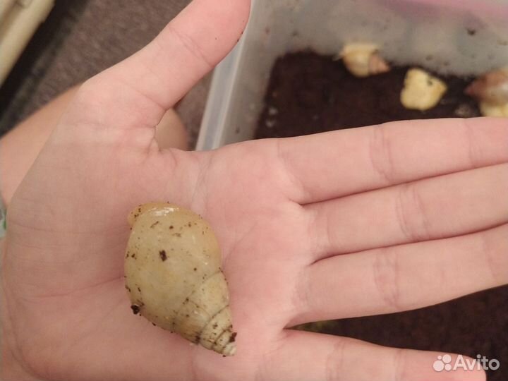 Улитки ахатины