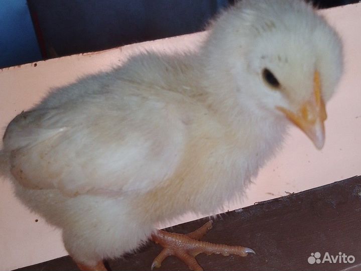 Петушки Ломан Браун