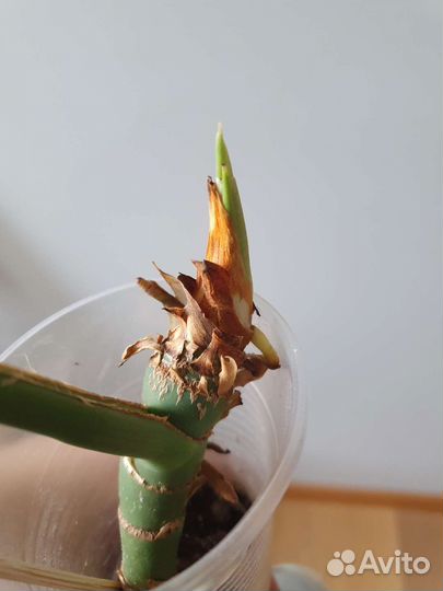 Рафидофора декурсива+монстера тонкая+медуза