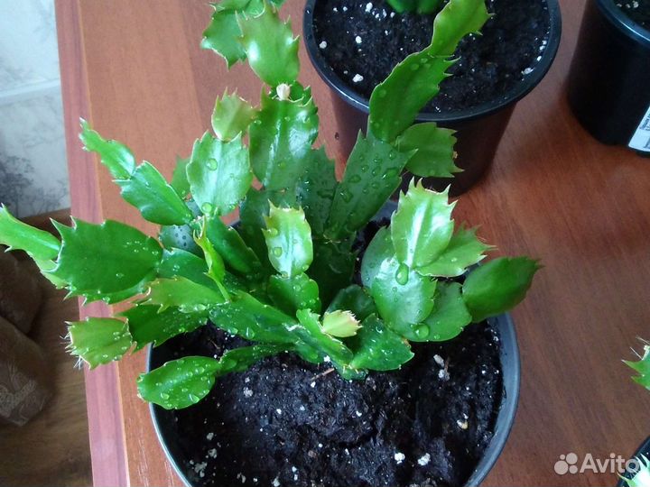 Декабристы-Шлюмбергеры, здоровые, пышные