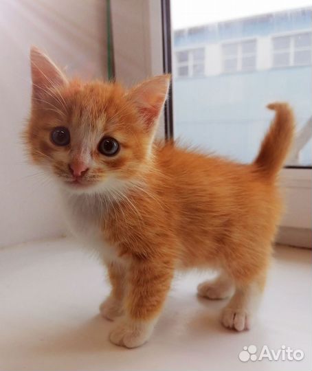 Котята мальчики