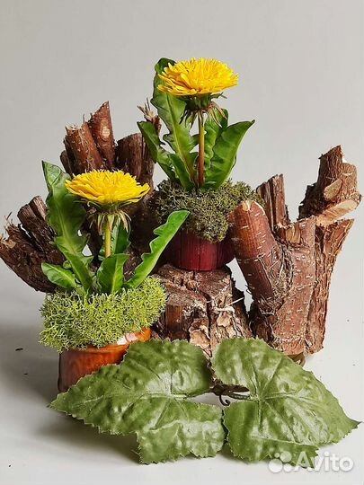 Миниатюрные одуванчики