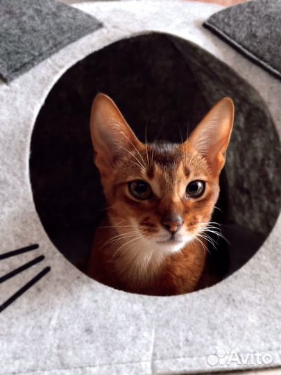 Абиссинская кошка вязка