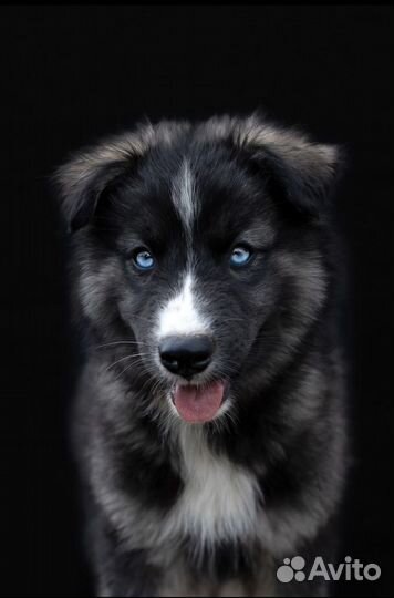 Якутская лайка