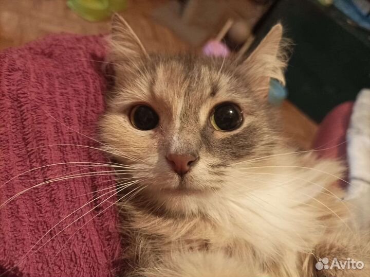 Кошка Ассоль в поиске семейного счастья