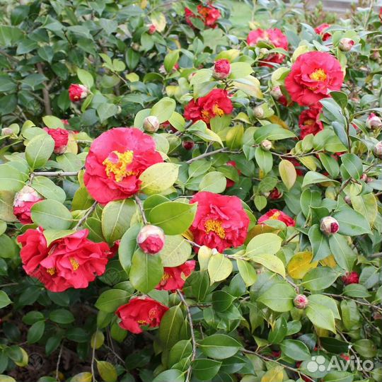 Камелия, Кальмия