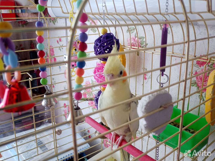 Попугай корелла