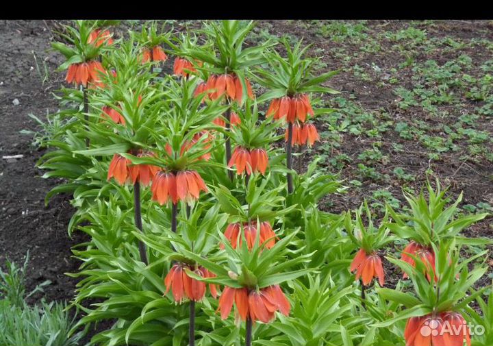 Рябчик императорский