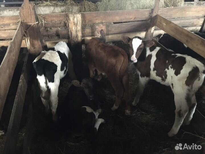 Продаются телята