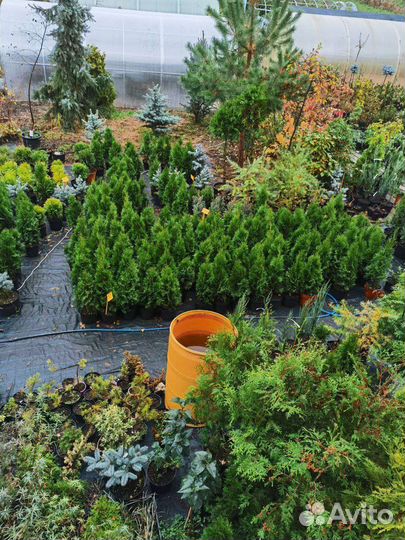 Хвойные и декоративные многолетники