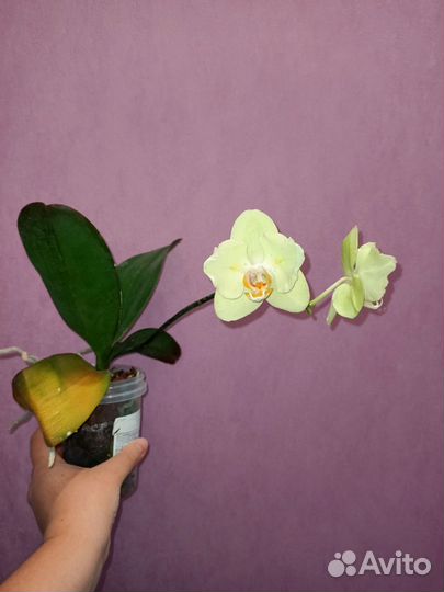 Фаленопсис Ice Cream бабочка
