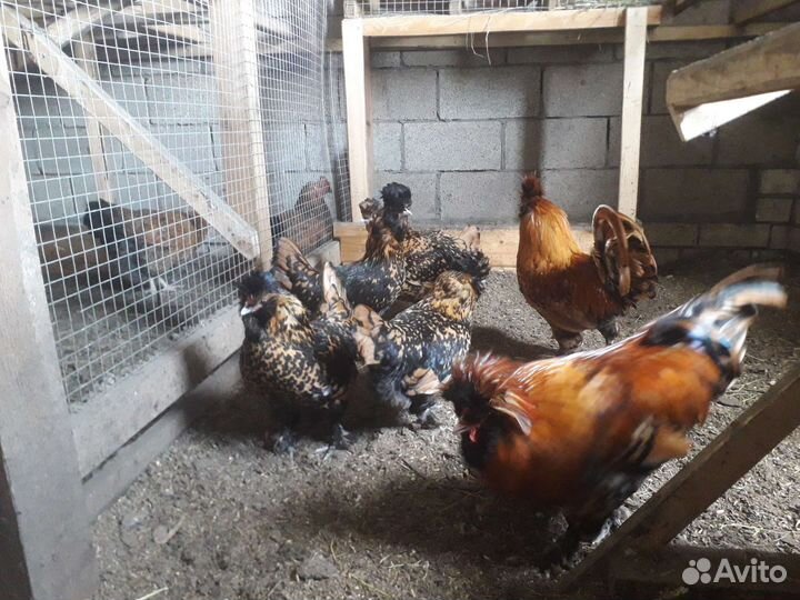 Павловская золотистая цыплята Инкубационное яйцо