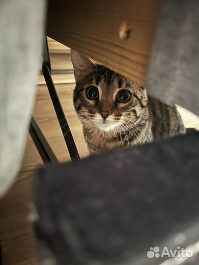 Кошка для вязки