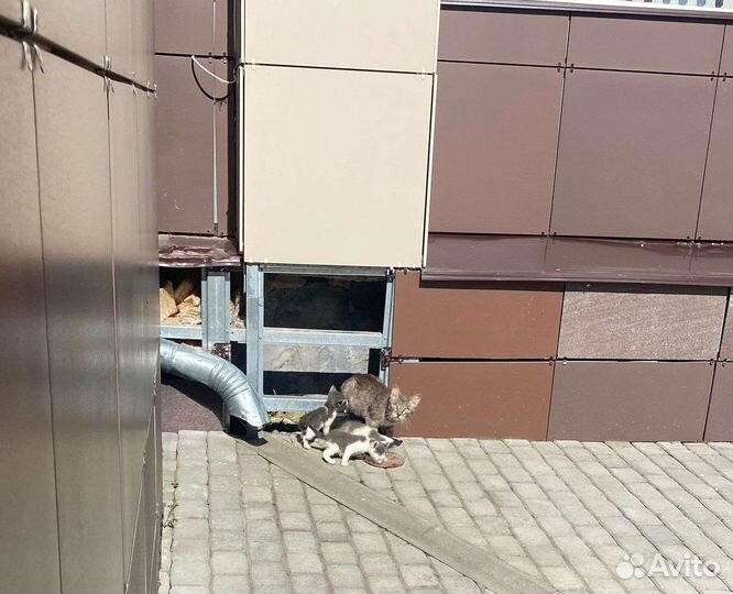 Котята в добрые руки