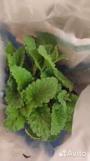 Мята, мелисса, душица на посадку кустики