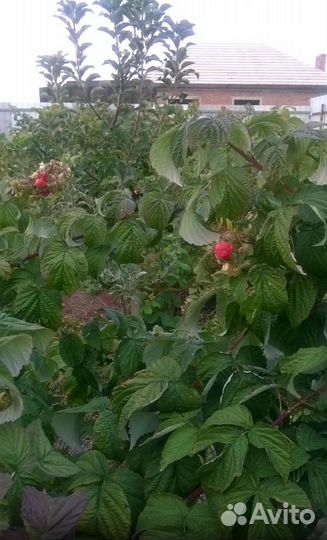 Саженцы ремонтантной малины