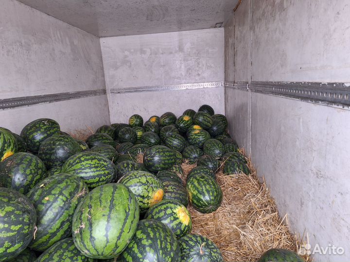 Свежий Сладкий Арбуз Холодок