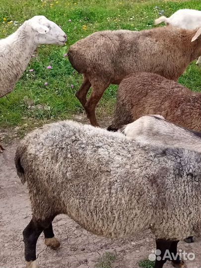 Овцы бараны ягнята