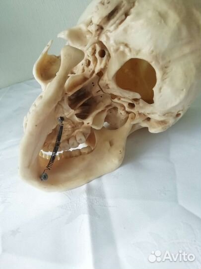Модель черепа человека 1:1