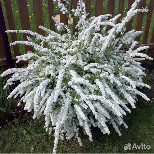 Кустарники для сада