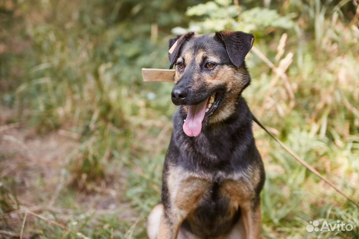 В добрые руки пёс Смельчак