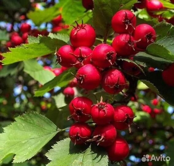 Боярышник плоды