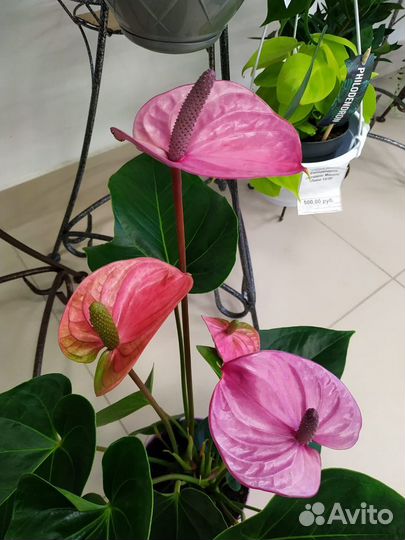 Антуриум Андреанум Кавалли 14/50