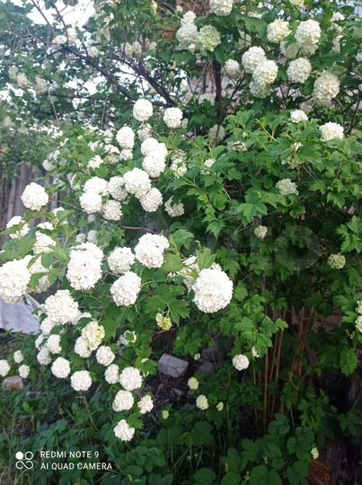 Участок 6 сот. (СНТ, ДНП)