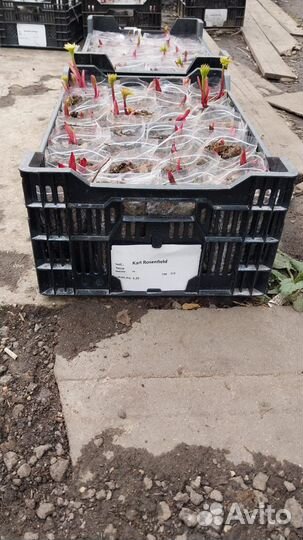 Корни пионов оптом. Голландское качество