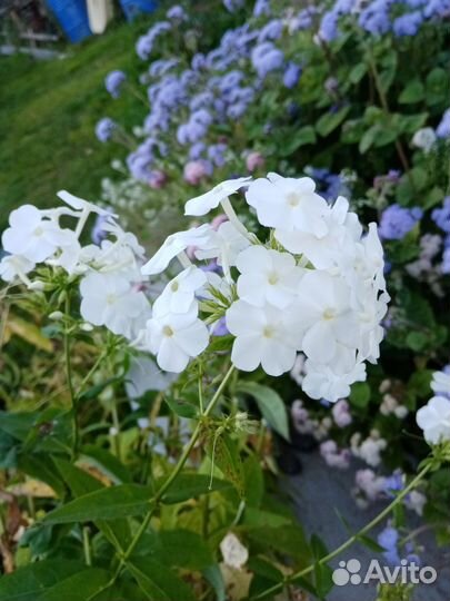 Флоксы многолетние