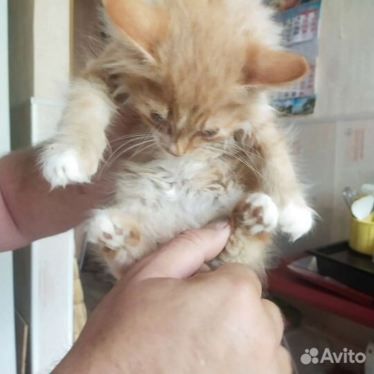 Кошки в добрые руки бесплатно