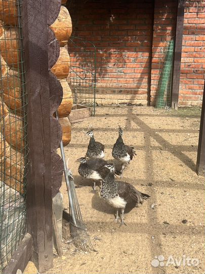 Павлины павы