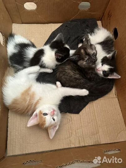 Котята в добрые руки