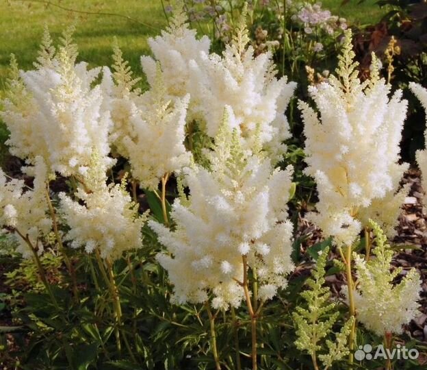 Астильбы: Вайс Глория, флэш Лайм и другие