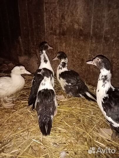 Мускусные утки индоутки индоутята