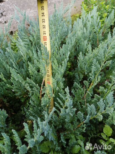 Можжевельник