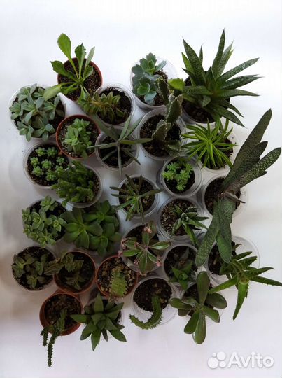 Кактусы и суккуленты