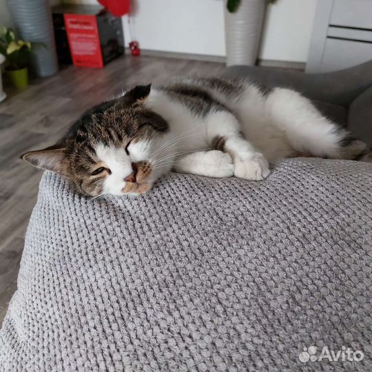 Кот в дар