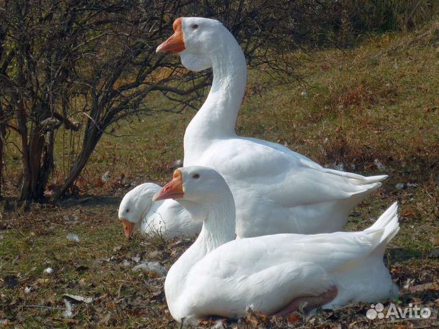 Гуси тяжелая линда купить в Воронеже | Животные и зоотовары | Авито