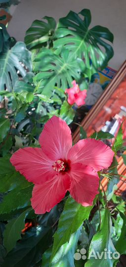 Гибискус вариегатный (пестролистный)