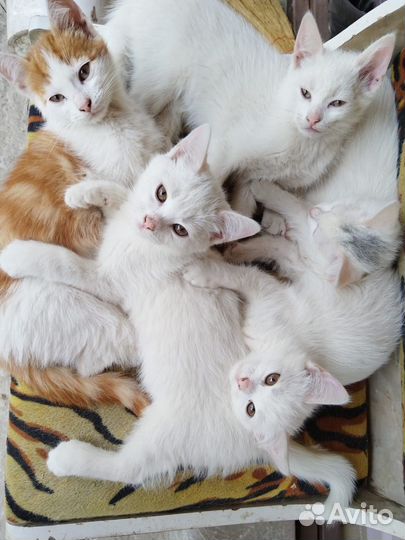 Котята в добрые руки