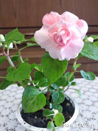 Бальзамин махровый два сорта