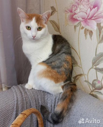 Марусечка хочет стать домашней