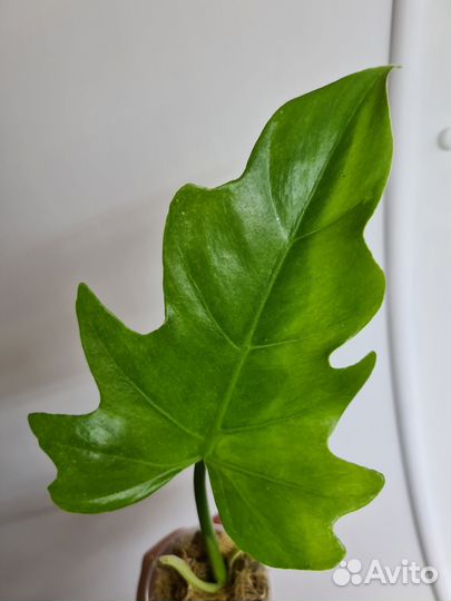 Филодендрон т 31 вар