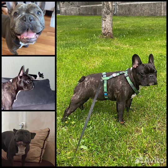 Передержка