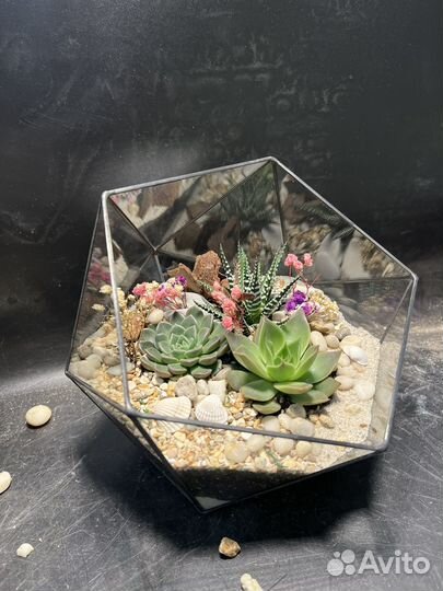 Флорариум мини садик с суккулентами