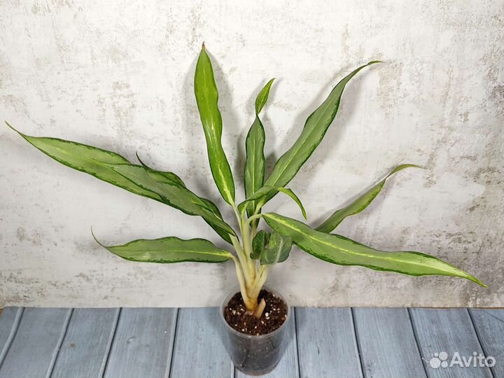 Аглаонема Вайт Ленс