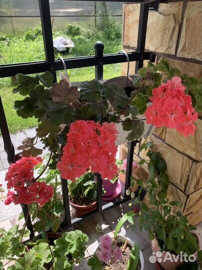 Пеларгонии коллекционные