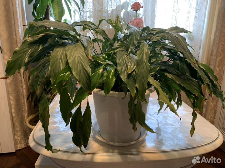 Спатифиллум