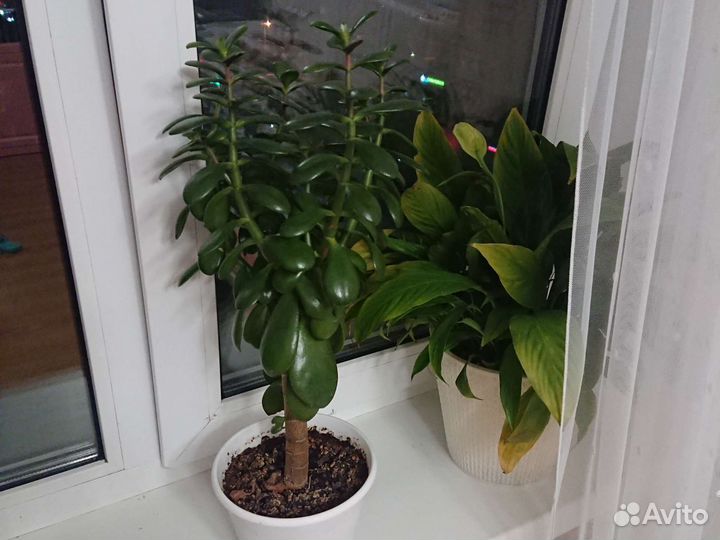 Толстянка (денежное дерево)